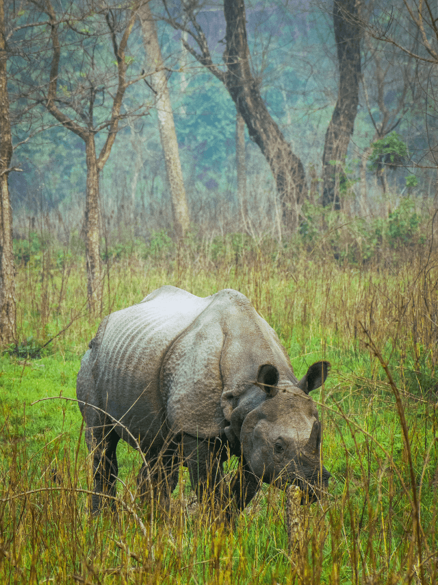 World Rhino Day 2024 - Latest News Analysis